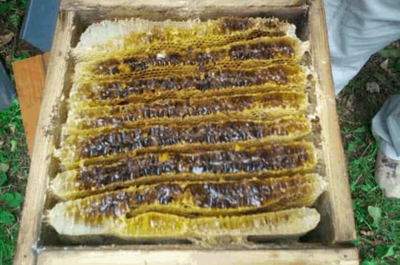 日本蜜蜂の蜂蜜の搾りかす