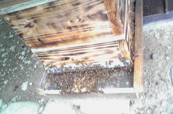 日本蜜蜂の巣箱作製キット